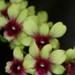 Orchids